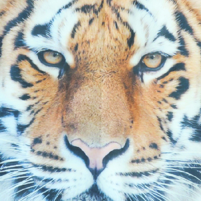 Double Layer Digital Print Sports T Shirts ,  Vivid Tiger Pattern Kids Swimwear